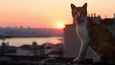 Ausschnitt aus dem Film - Kedi