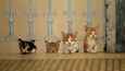 Ausschnitt aus dem Film - Kedi