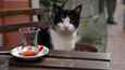 Ausschnitt aus dem Film - Kedi