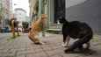 Ausschnitt aus dem Film - Kedi