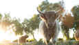 Ausschnitt aus dem Film - Unsere große kleine Farm