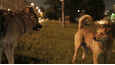 Ausschnitt aus dem Film - Space Dogs: Tropical Adventure