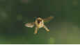 Ausschnitt aus dem Film - Tagebuch einer Biene