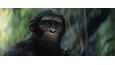 Ausschnitt aus dem Film - Planet der Affen: New Kingdom