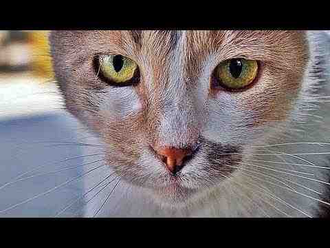 Kedi - Von Katzen und Menschen