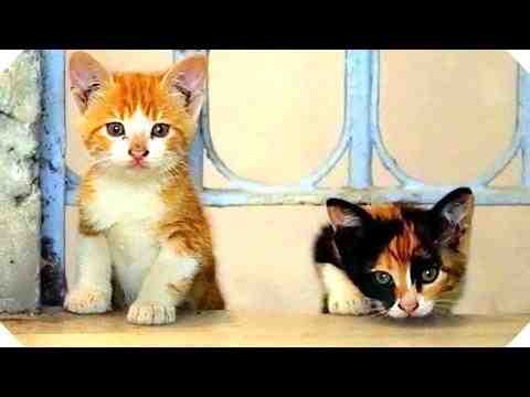 Kedi - trailer 1
