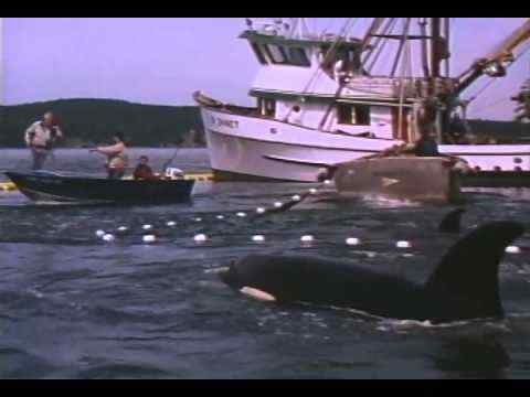 Free Willy 2: The Adventure Home - trailer