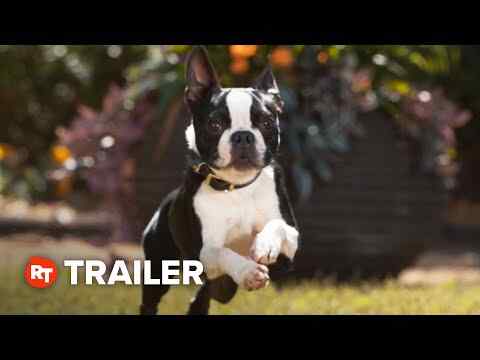 Strays - trailer 2