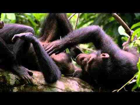 Schimpansen - trailer 2