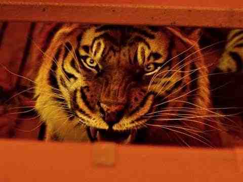 Life of Pi: Schiffbruch mit Tiger - Trailer, Filmclips & Making of