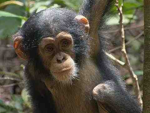 Schimpansen - Trailer & Filmclips