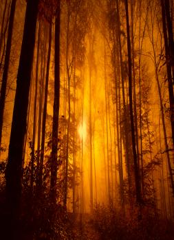 Die Seele des Waldes