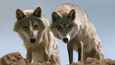 Ausschnitt aus dem Film - Der letzte Wolf