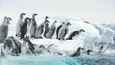 Ausschnitt aus dem Film - Die Reise der Pinguine 2