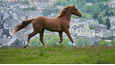 Ausschnitt aus dem Film - Dream Horse