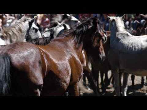 Trote - trailer