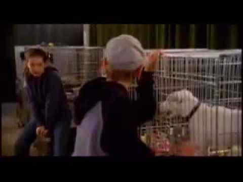 Daniel and the Superdogs - trailer