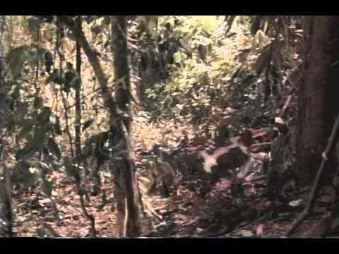 DNA - trailer