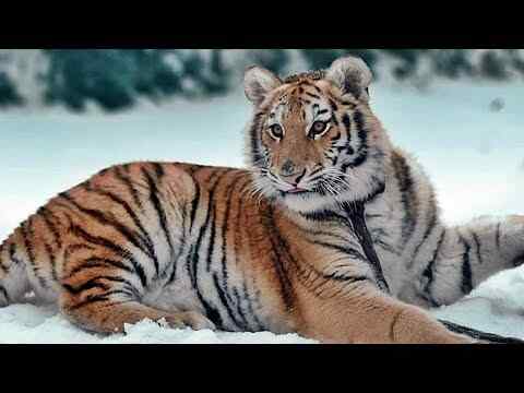 Die Legende vom Tigernest - trailer 1