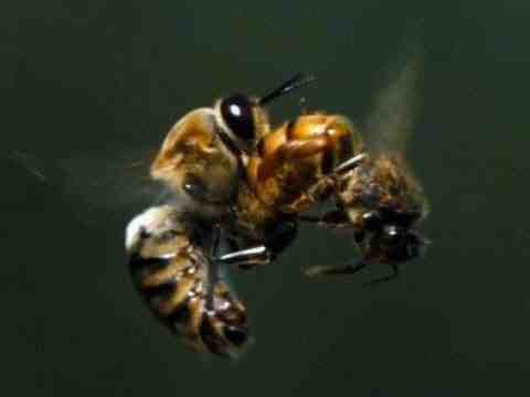 More Than Honey - trailer