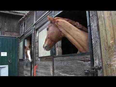 Das Pferd auf dem Balkon - Tiere