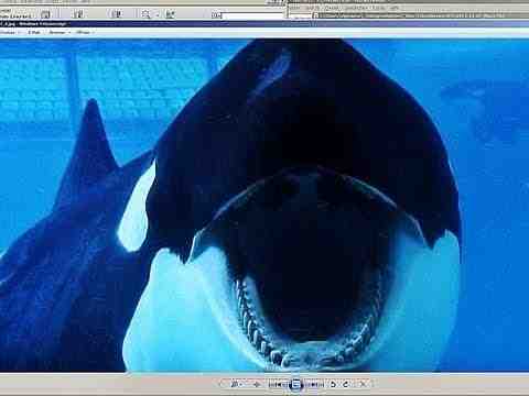 Blackfish - trailer