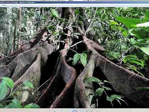 Das Geheimnis der Bäume - trailer