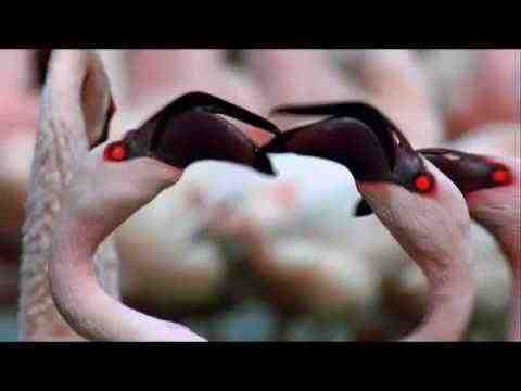 The Crimson Wing: Mystery of the Flamingos - Trailer