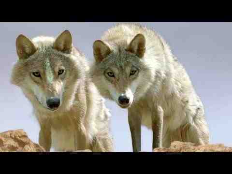 Wolf Totem - trailer