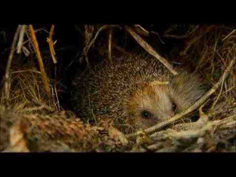 La vie sauvage des animaux domestiques - trailer